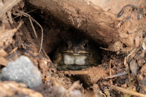 Asian Common Toad