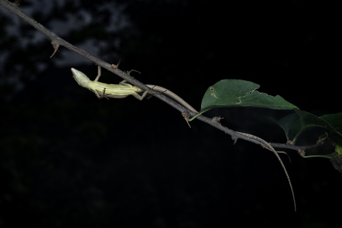 Kuhne's Grass Lizard