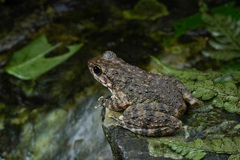 Yat-Sen's Torrent Frog photo 1
