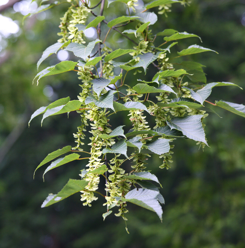 Acer capillipes iNat (2)