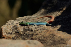 Platysaurus orientalis