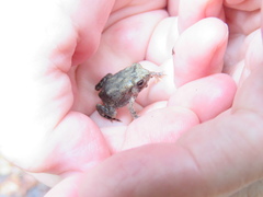 Anaxyrus fowleri