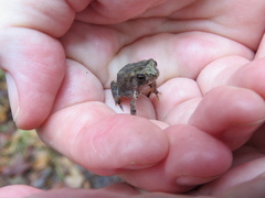 Anaxyrus fowleri