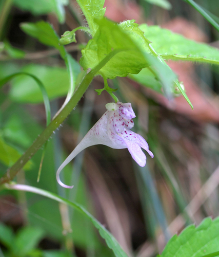 Impatiens hypophylla iNat (3)