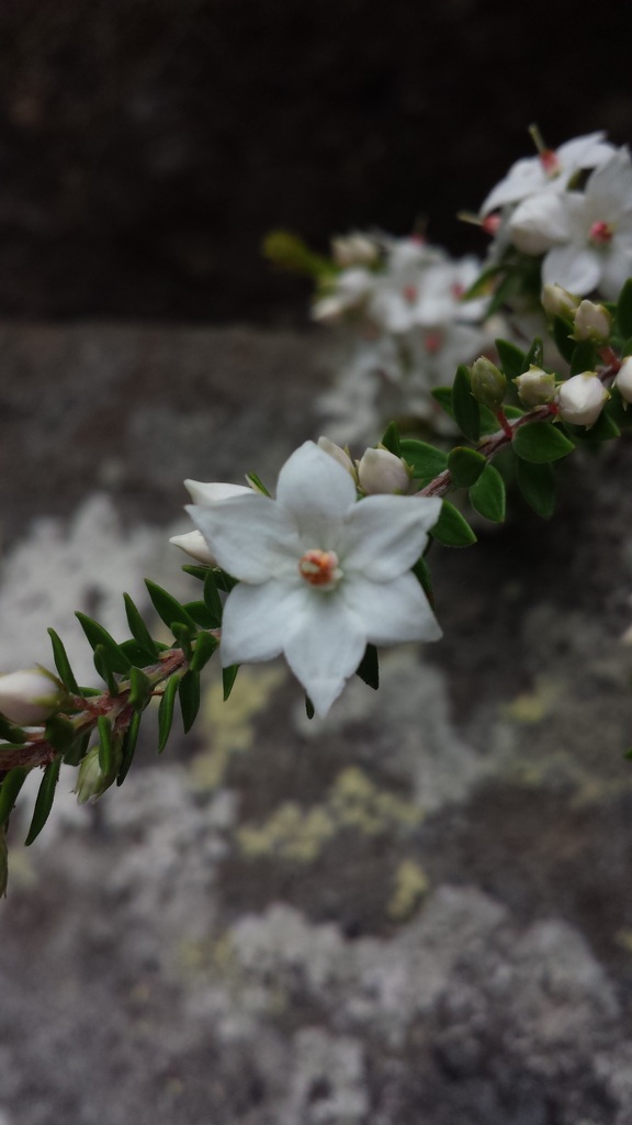 Epacris pilosa