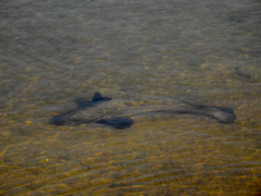 Menticirrhus undulatus