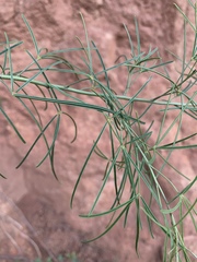 Maerua rosmarinoides