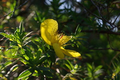Hypericum revolutum
