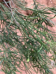 Maerua rosmarinoides