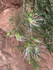 Maerua rosmarinoides