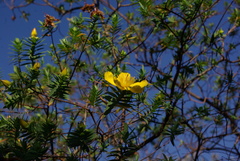 Hypericum revolutum
