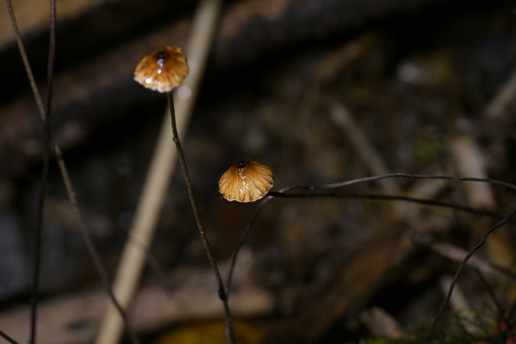 Crinipellis procera · September 2025 · photo: © christopherstephens (iNaturalist, cc-by)