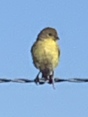 Spinus psaltria