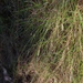 Ficinia angustifolia - Photo (c) Leonid Rasran, osa oikeuksista pidätetään (CC BY-NC), lähettänyt Leonid Rasran