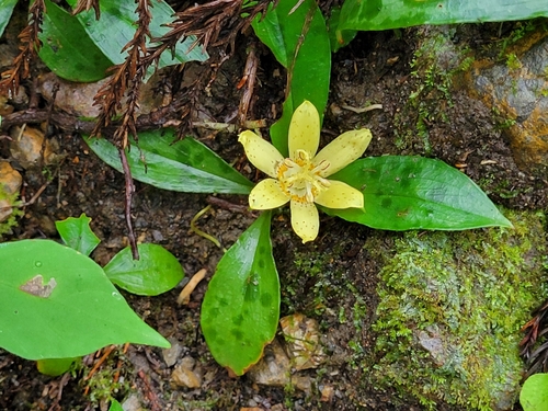 Tricyrtis flava iNat (2)