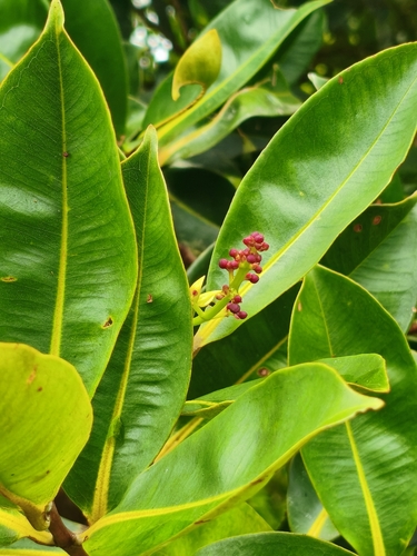Cratoxylum sumatranum observed 2025-09-11