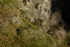 Ficinia angustifolia