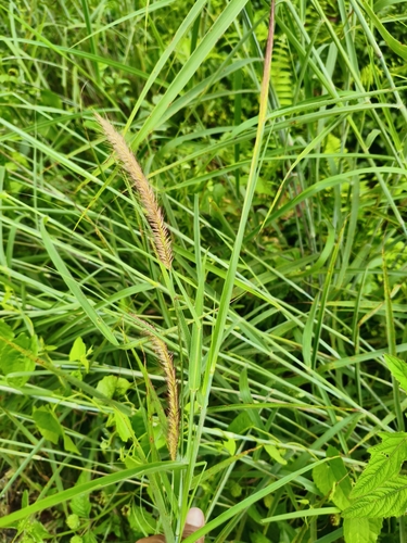 Setaria setosa observed 2025-09-11