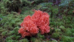 Ramaria araiospora