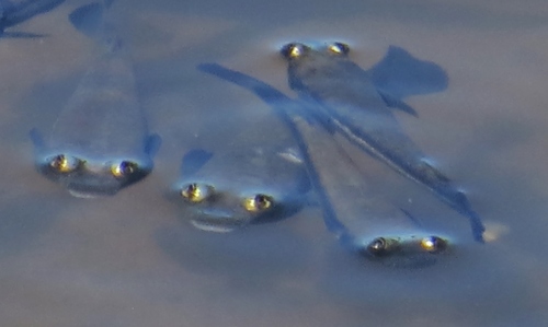 Pacific Four-eyed Fish