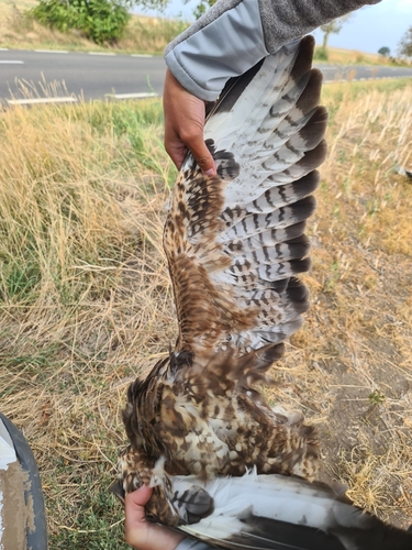 Common Buzzard