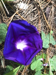 Ipomoea laeta