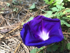 Ipomoea laeta