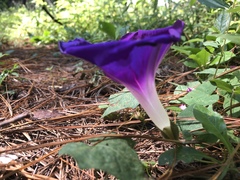 Ipomoea laeta