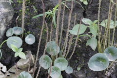 Peperomia bracteata