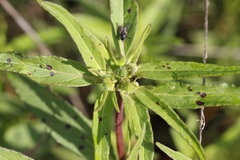 Euphorbia cuphosperma