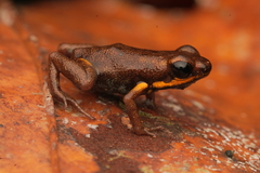 Blue-Bellied Poison Frog photo 3
