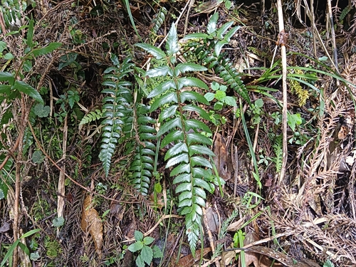 Polystichum prionolepis observed 2025-09-09