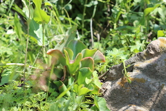 Echeveria gibbiflora