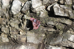 Echeveria gibbiflora