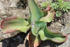 Echeveria gibbiflora
