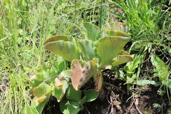 Echeveria gibbiflora