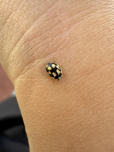 Turtle Vein Lady Beetle