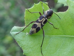Perissus laetus