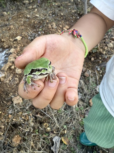 Japanese Tree Frog