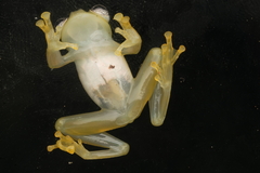 Spiny Cochran Frog photo 1