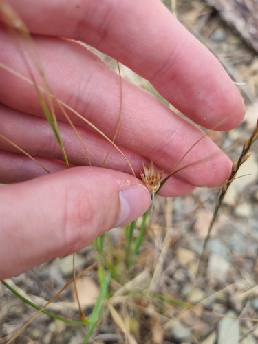 عروس صحرایی (Xeranthemum cylindraceum)