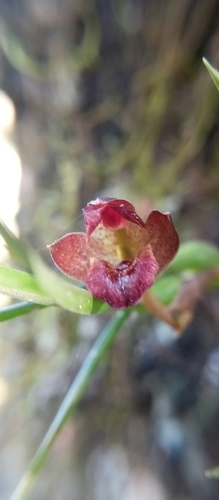 Maxillaria paranaensis, photograph 1