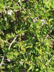 Lycium schweinfurthii