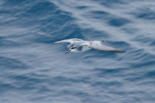 iNaturalist image