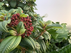 Miconia purpurea