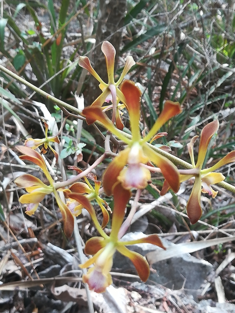 Encyclia parviflora
