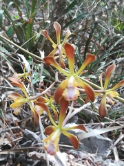 Encyclia parviflora, photograph (c) Erick Vélez Sánchez, some rights reserved (CC BY)