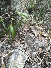 Encyclia parviflora, photograph (c) Erick Vélez Sánchez, some rights reserved (CC BY)