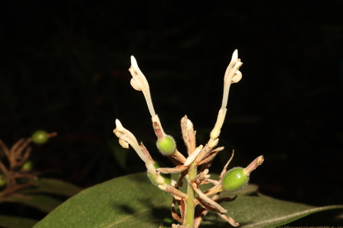 Alpinia rufa observed 2024-07-18