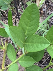 Sphenostylis marginata